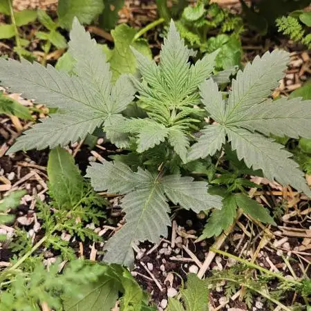Green Poison SweetSeeds-ACE Zamaldelica