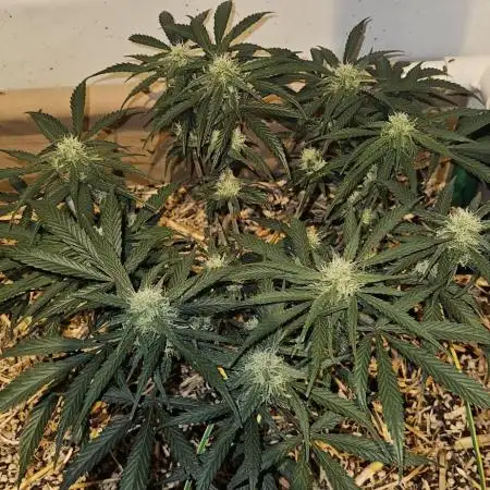 Green Poison SweetSeeds-ACE Zamaldelica