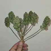 Green Poison SweetSeeds-ACE Zamaldelica