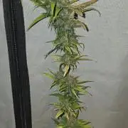 ACE once again. 3x Super Malawi Haze