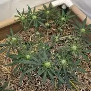Green Poison SweetSeeds-ACE Zamaldelica