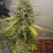 ACE once again. 3x Super Malawi Haze