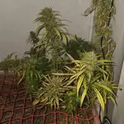 ACE once again. 3x Super Malawi Haze