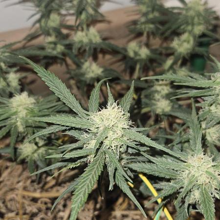 Green Poison SweetSeeds-ACE Zamaldelica