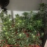 ACE once again. 3x Super Malawi Haze
