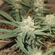 Green Poison SweetSeeds-ACE Zamaldelica