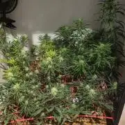 ACE once again. 3x Super Malawi Haze