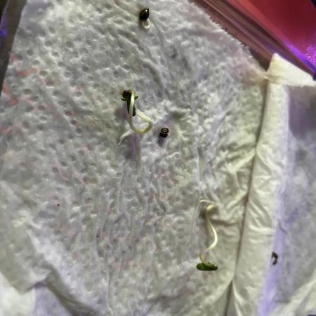 Ganja Farmer Seedtest Run