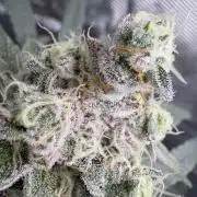 Gushers