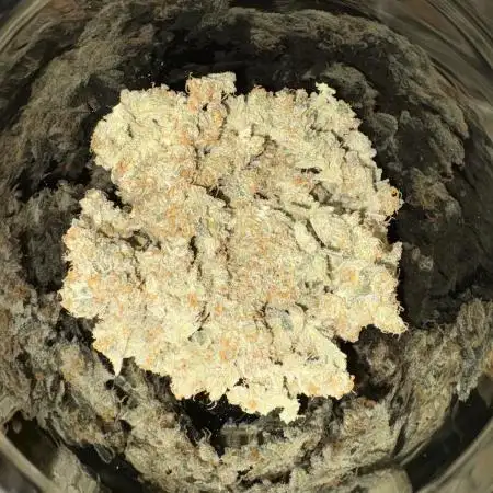 Northern Light Auto