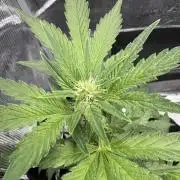 Northern Light Auto