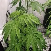 Sativa of Enlightenment