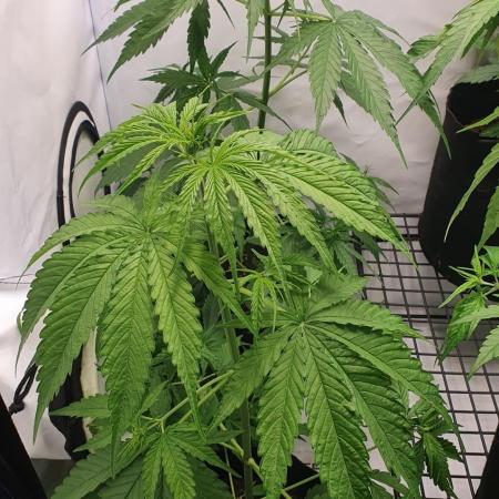 Sativa of Enlightenment