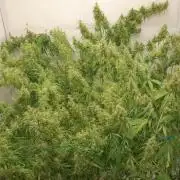 Sacred Sativa of Enlightenment