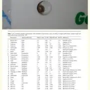 Sacred Sativa of Enlightenment