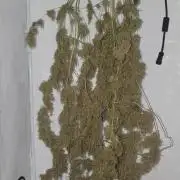 Sacred Sativa of Enlightenment