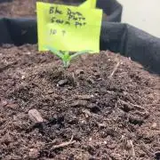 First Photoperiod Grow