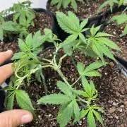 First Photoperiod Grow