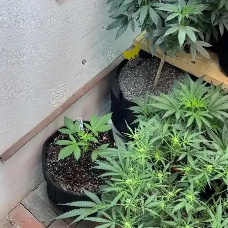 First Autoflower Grow