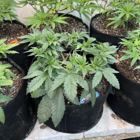 First Photoperiod Grow