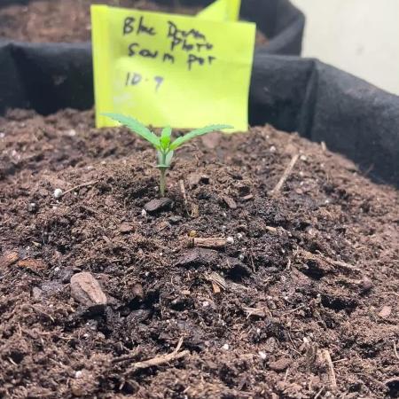 First Photoperiod Grow