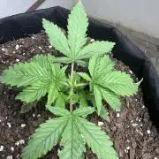 First Photoperiod Grow