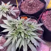 First Autoflower Grow