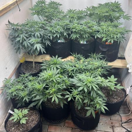 First Photoperiod Grow