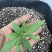 First Photoperiod Grow