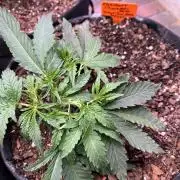 First Autoflower Grow