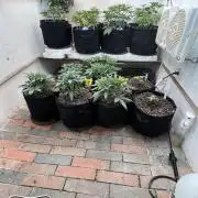 First Autoflower Grow