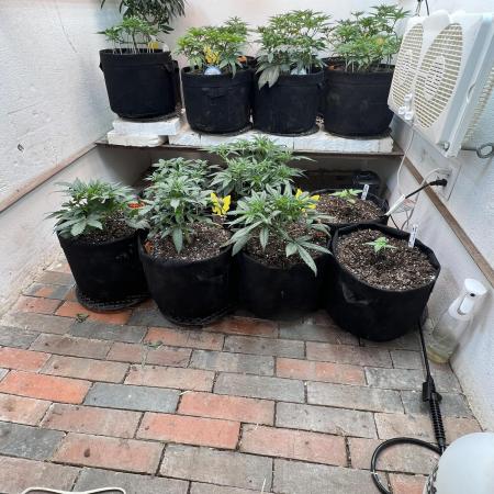 First Autoflower Grow