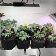 First Photoperiod Grow