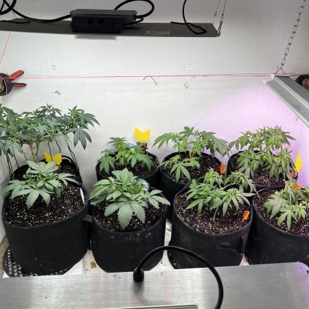 First Photoperiod Grow