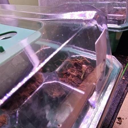 ATF , Forbidden Fruit and blue dream