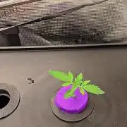 Hydroponic Step by Step