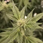 Lemon Cherry Gelato - RDWC