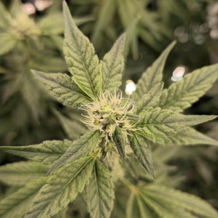 Lemon Cherry Gelato - RDWC