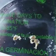 Hydroponic Step by Step