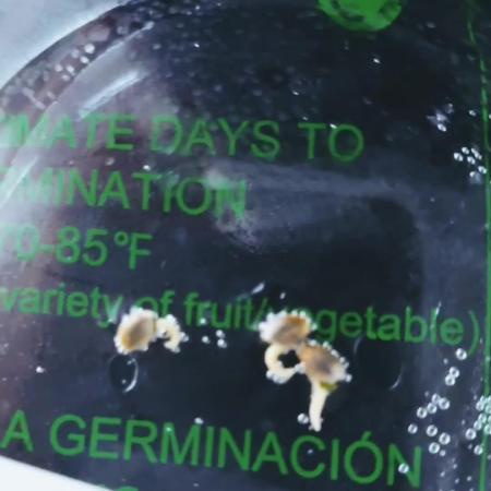 Hydroponic Step by Step