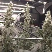 Lemon Cherry Gelato - RDWC