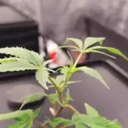 Stoned Giants RDWC
