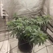 SkunkOne Blue Dream run #4