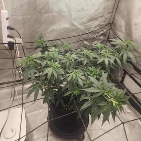 SkunkOne Blue Dream run #4