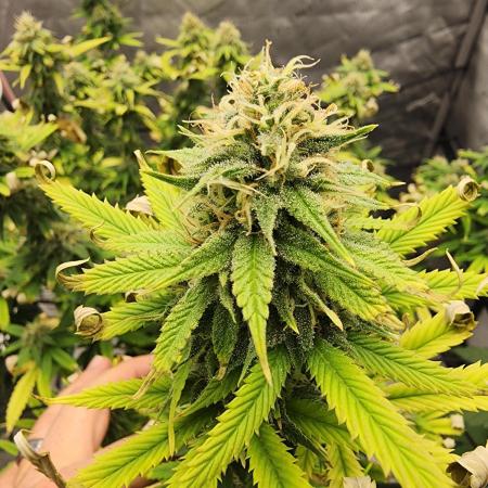 SkunkOne Blue Dream run #4