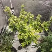 SkunkOne Blue Dream run #4