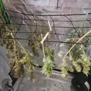 SkunkOne Blue Dream run #4