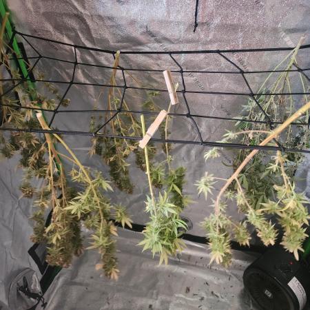 SkunkOne Blue Dream run #4