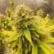 SkunkOne Blue Dream run #4