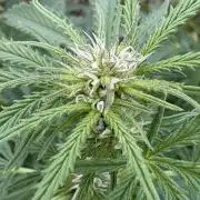 Balda RAS Mimosa I.
